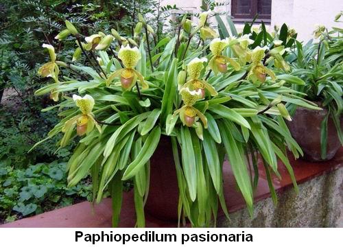 Paphiopedilum Pasionaria.jpg